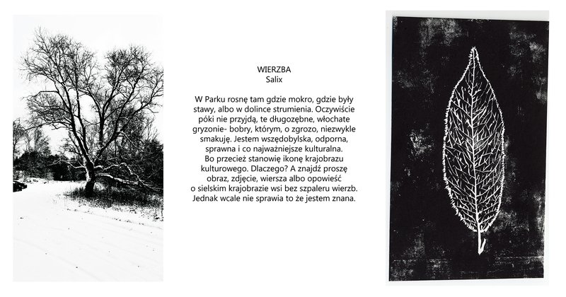 wierzba