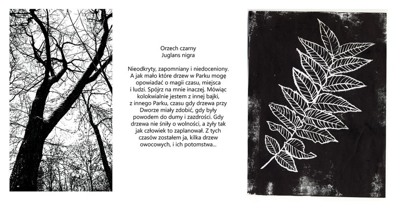 Orzech czarny